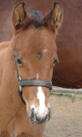 Amber 2007 filly