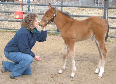 Amber 2007 Filly