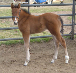 Amber, 2007 Filly